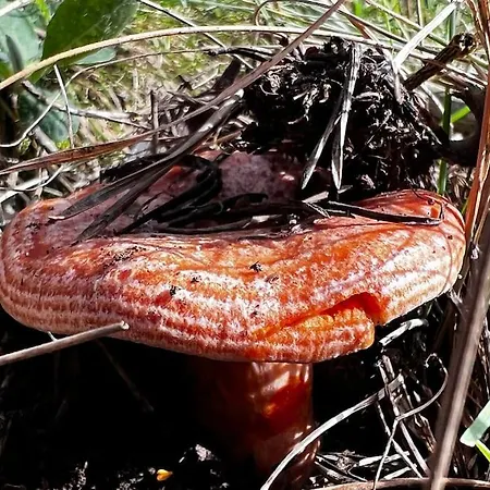 別荘 Hitohouse Bed&climb *